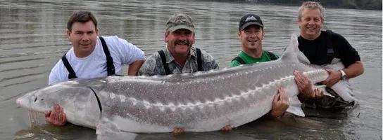 The largest freshwater fish species in the world